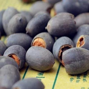 ZenSprout | 10 Kleurrijke Bonsai Lotuszaden - Levendige Watertuin Lotus