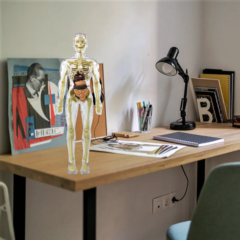 HoloBody | 3D-model van de menselijke torso – Educatief skelet voor kinderen, studenten en het leren van STEM-wetenschappen