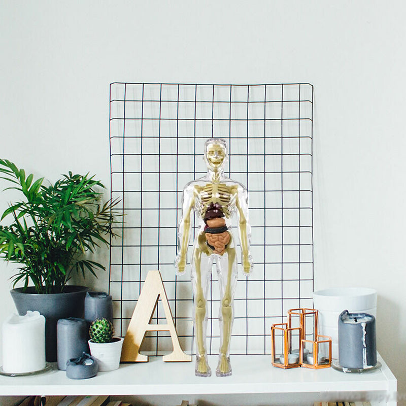 HoloBody | 3D-model van de menselijke torso – Educatief skelet voor kinderen, studenten en het leren van STEM-wetenschappen