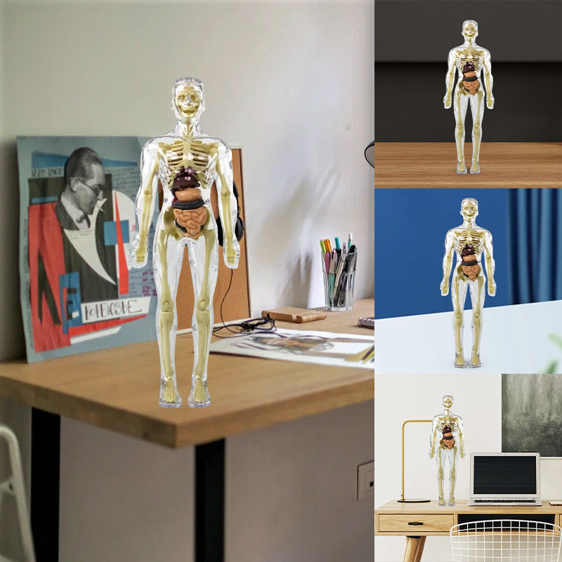 HoloBody | 3D-model van de menselijke torso – Educatief skelet voor kinderen, studenten en het leren van STEM-wetenschappen