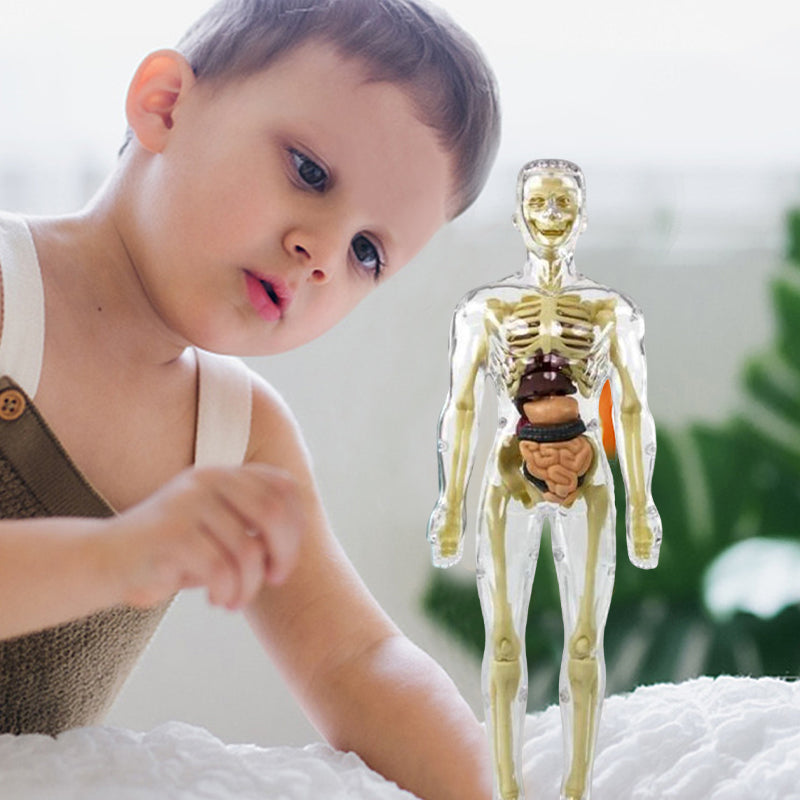 HoloBody | 3D-model van de menselijke torso – Educatief skelet voor kinderen, studenten en het leren van STEM-wetenschappen
