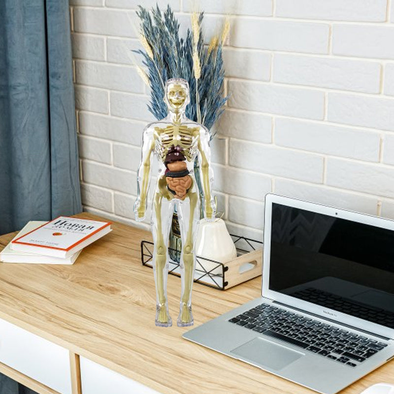 HoloBody | 3D-model van de menselijke torso – Educatief skelet voor kinderen, studenten en het leren van STEM-wetenschappen