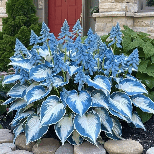 Verdora | Zeldzame Hosta zaden - schaduwbehoudende vaste sierplant met decoratief blad