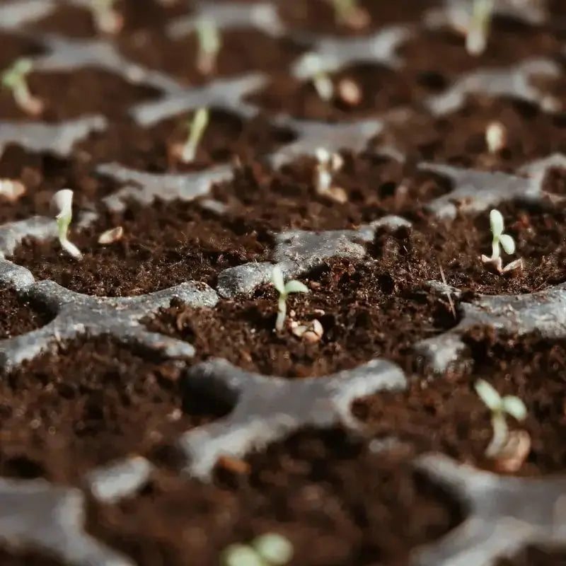CocoBloom | Premium organische kokosnoot aarde stenen - vochtvasthoudend plant groeimedium