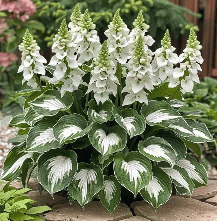 Verdora | Zeldzame Hosta zaden - schaduwbehoudende vaste sierplant met decoratief blad