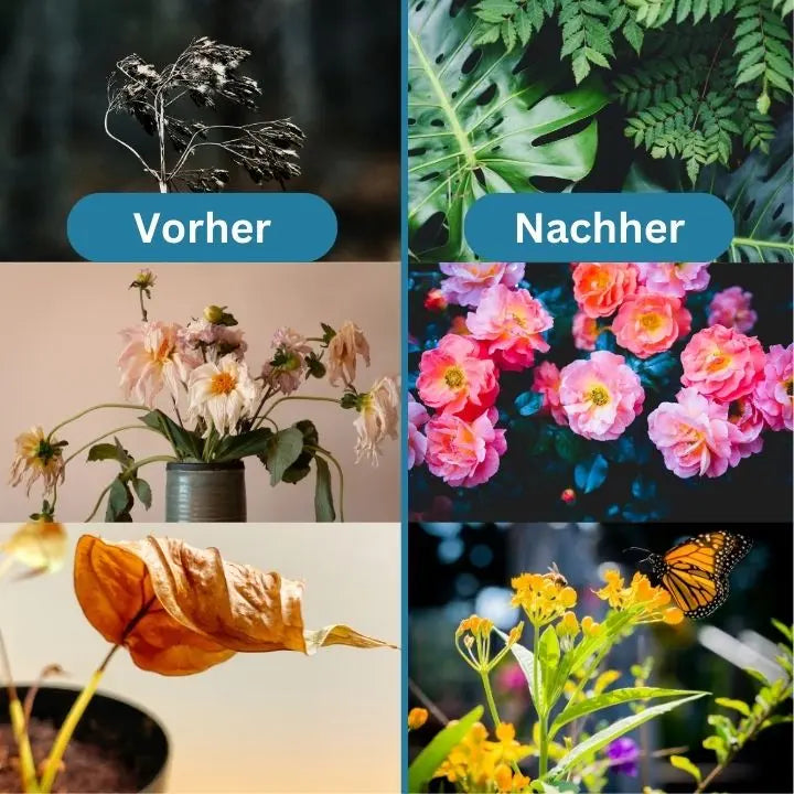 RootFuel | Organische Meststof Tabletten voor Gezonde Plantengroei & Sterke Wortels