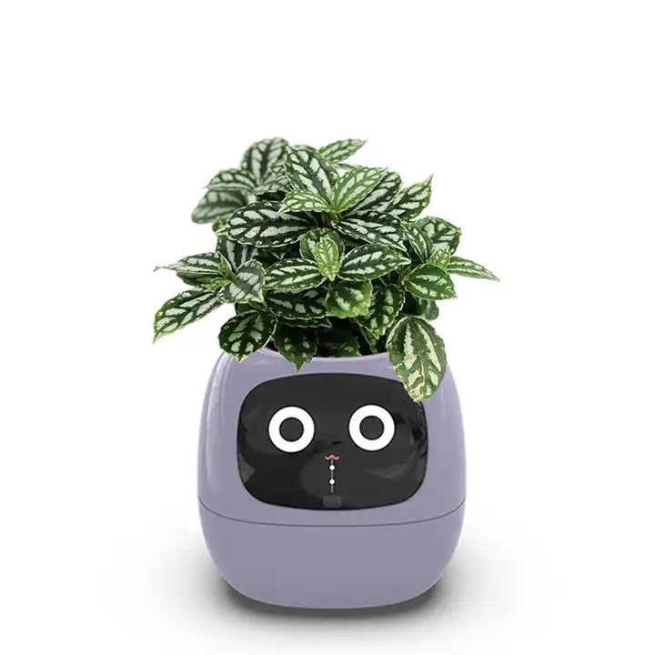 BotaniQ | Indoor slimme plantenpot