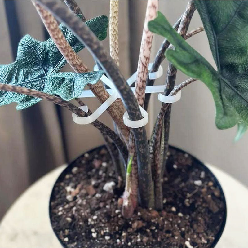 ClipTact | 4-pack plantenstokjes – ondersteuning voor bloemen en groenten