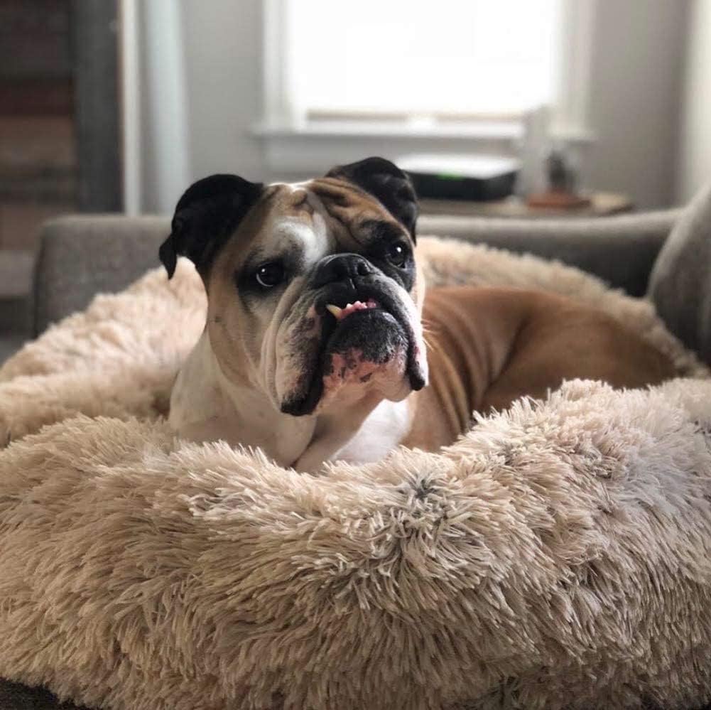 DonutDen | Gezellig orthopedisch donutvormig hondenbed, zacht traagschuim, angstremmend, zacht imitatiebont, antislip, wasbaar