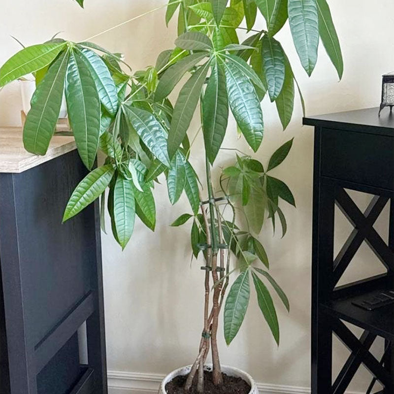 ClipTact | 4-pack plantenstokjes – ondersteuning voor bloemen en groenten