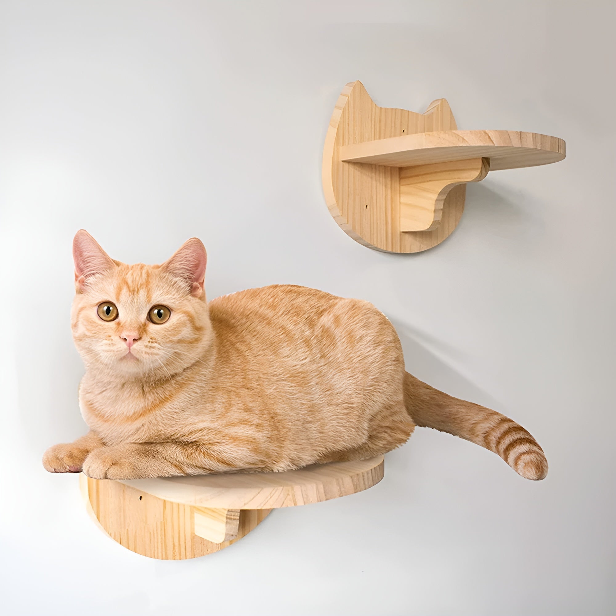 FeliClimb | Wandgemonteerde kattenklimrek & krabpaal – Interactieve speelwand voor katten voor thuis