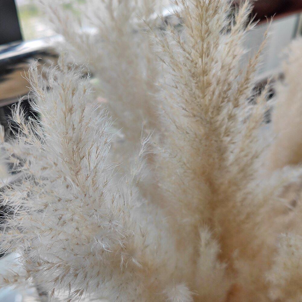 BohoFluff | Natuurlijk gedroogd pampagras boeket - Pluizig riet voor moderne Boho vaas & Woondecoratie