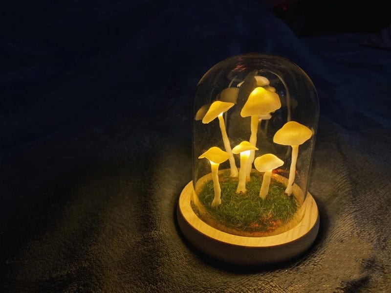 MycoJar | DIY Paddenstoelen in een glas