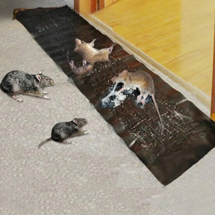 SnapTrap | Knaagdier lijmval - Krachtig klevend oppervlak, ongedierteoplossing voor ratten en muizen