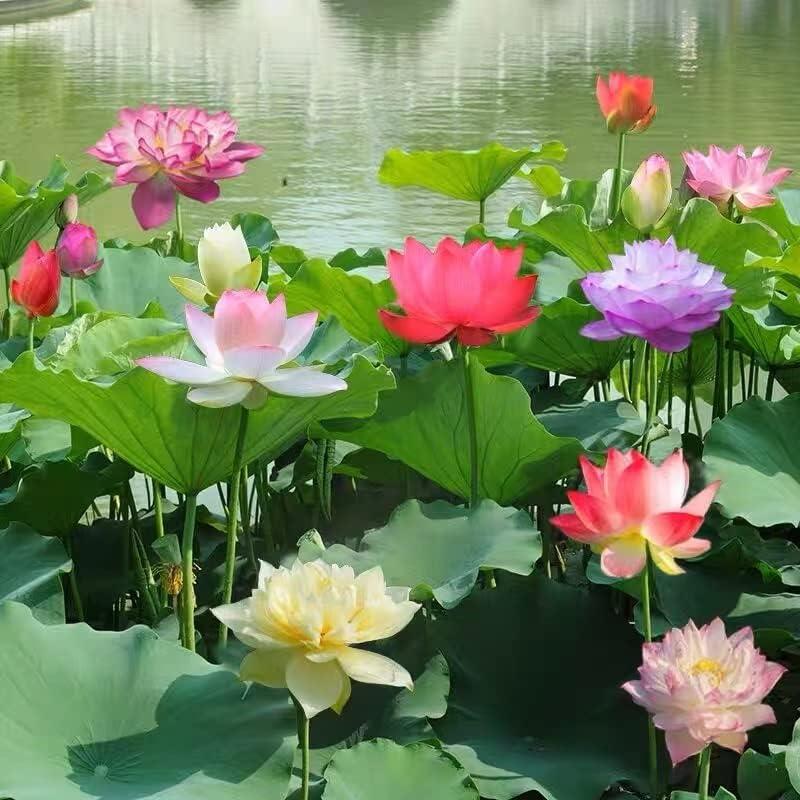 ZenSprout | 10 Kleurrijke Bonsai Lotuszaden - Levendige Watertuin Lotus