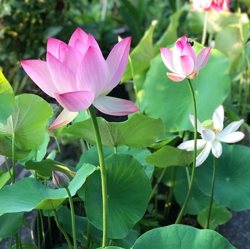 ZenSprout | 10 Kleurrijke Bonsai Lotuszaden - Levendige Watertuin Lotus