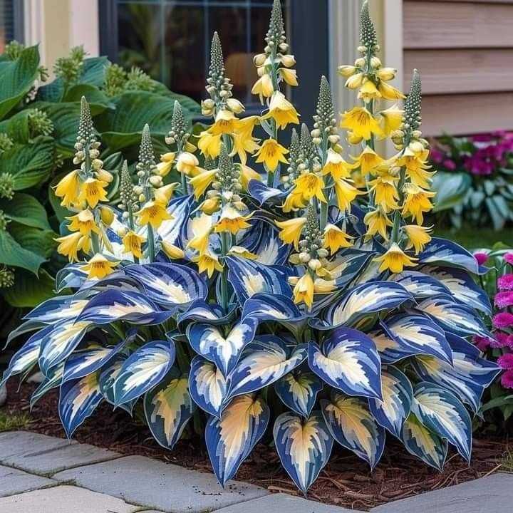 Verdora | Zeldzame Hosta zaden - schaduwbehoudende vaste sierplant met decoratief blad