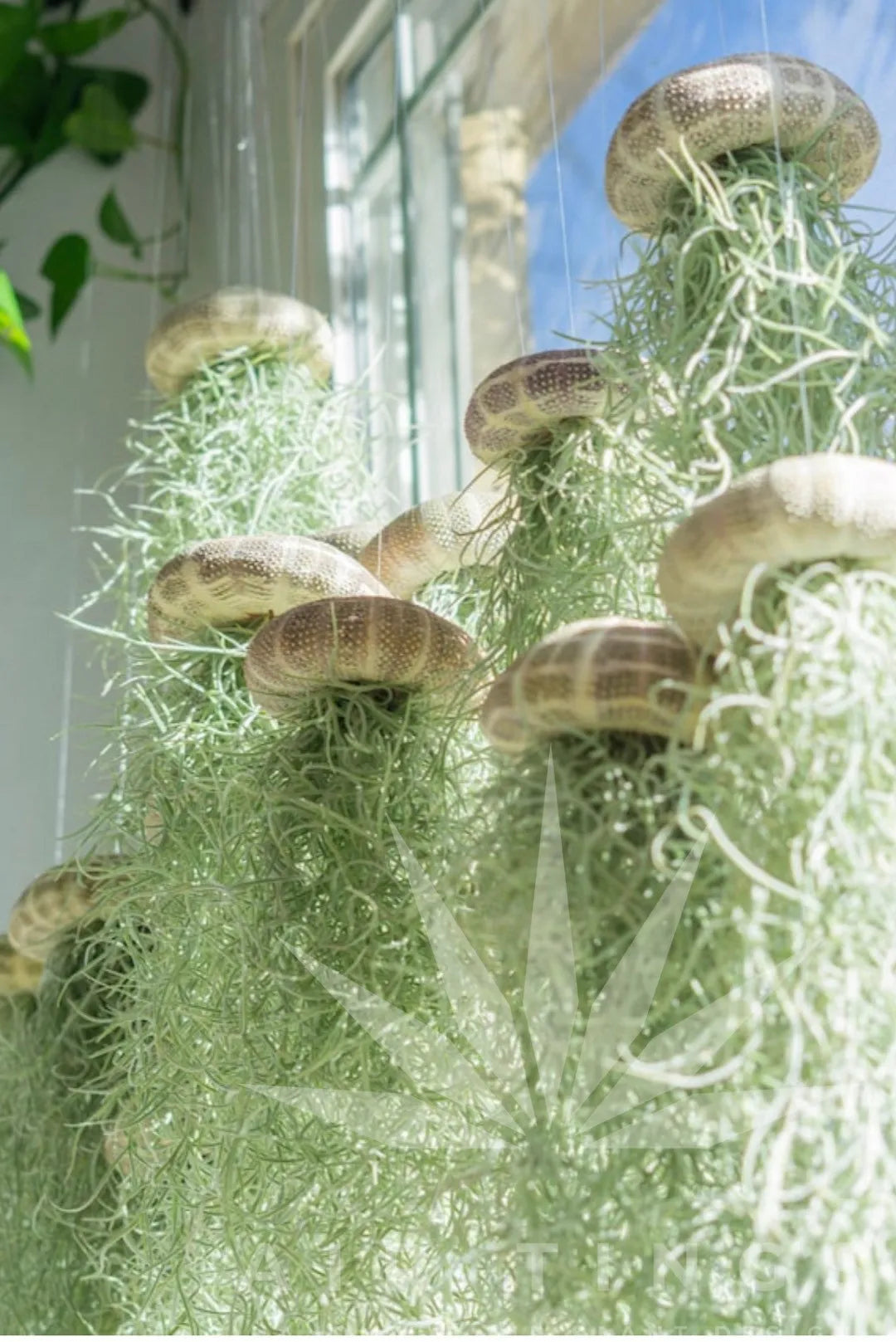 EthereaJelly | Hangende luchtplant kwallen – Drijvend plantenterrarium, unieke interieurdecoratie