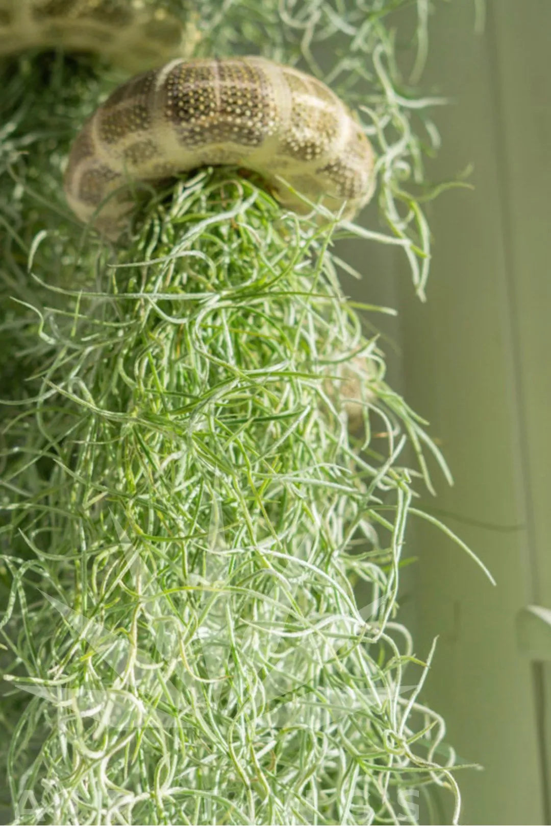 EthereaJelly | Hangende luchtplant kwallen – Drijvend plantenterrarium, unieke interieurdecoratie