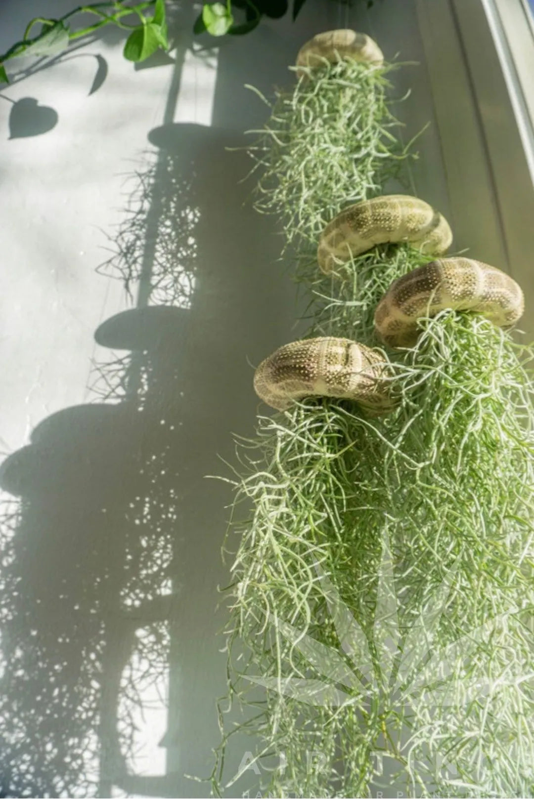 EthereaJelly | Hangende luchtplant kwallen – Drijvend plantenterrarium, unieke interieurdecoratie