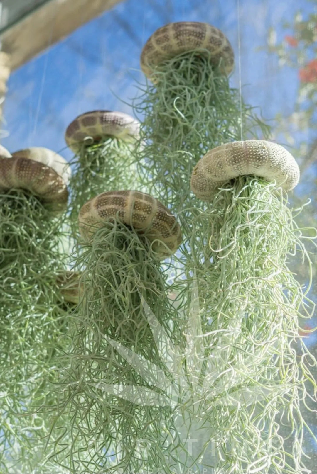 EthereaJelly | Hangende luchtplant kwallen – Drijvend plantenterrarium, unieke interieurdecoratie