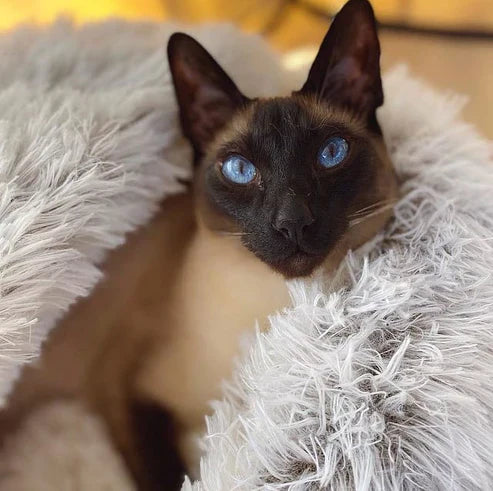 CuddlePup | Pluche huisdierenbed – Gezellige hond- en kattengrot met kap, zacht pluche en stressverlichtend